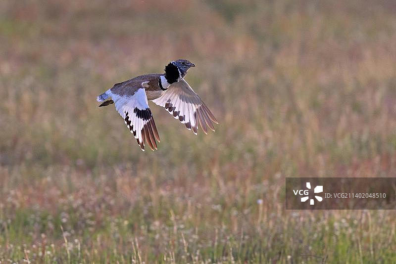 小鸨，雄性飞行求偶，西班牙埃斯特雷马杜拉图片素材