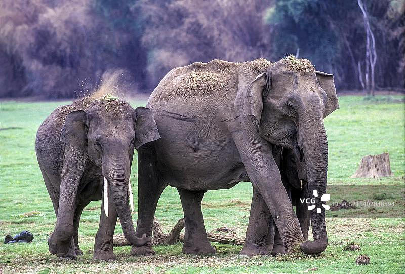 卡比尼老虎保护区纳加尔霍莱国家公园的大象图片素材