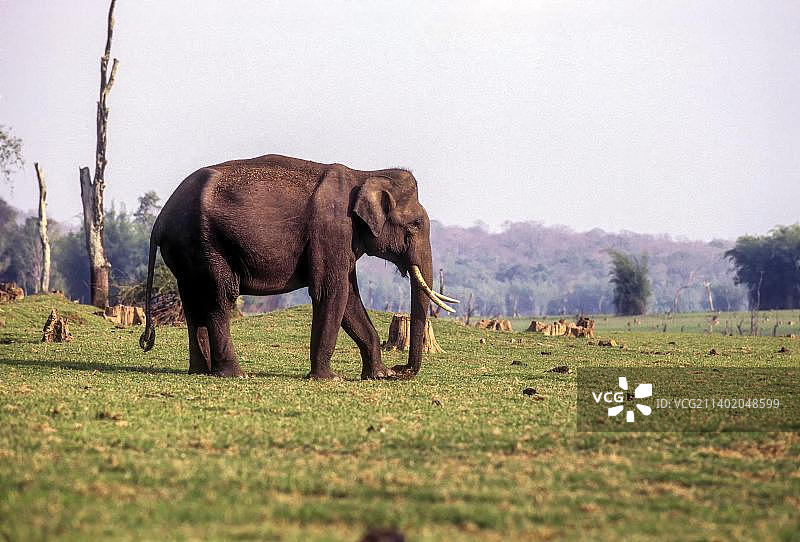 亚洲印度卡比尼老虎保护区纳加霍尔国家公园的亚洲象图片素材
