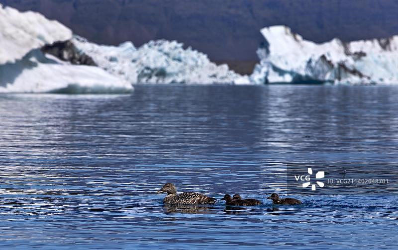 与小鸭子在一起的普通绒鸭（学名：Somateria mollissima），前面是冰岛瓦特纳冰川国家公园Jökulsárlón冰川泻湖的冰山，欧洲图片素材