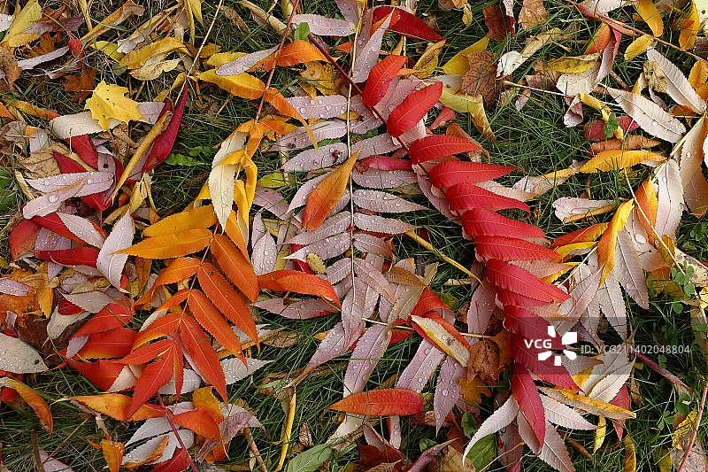 秋季火炬漆树叶，魁北克省，加拿大，北美图片素材