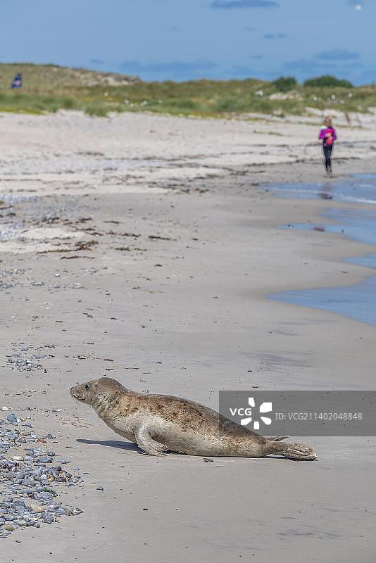 黑尔戈兰岛沙丘，海滩上的一只海豹，沙丘区域，海岸，北海，岸边，德国石勒苏益格-荷尔斯泰因州图片素材