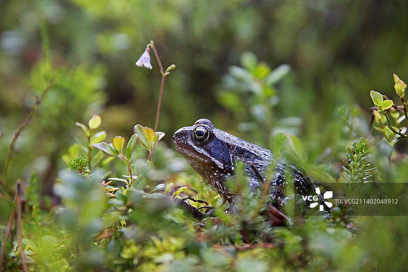 欧洲Riisitunturi国家公园的蛙图片素材