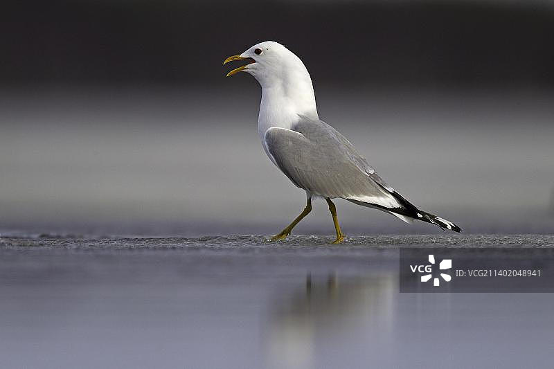 普通海鸥在部分冰冻的湖边鸣叫，凯努，芬兰，欧洲图片素材