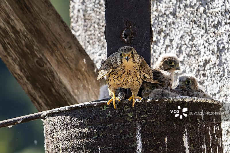 红隼在巢穴中（德国莱茵兰-普法尔茨）图片素材