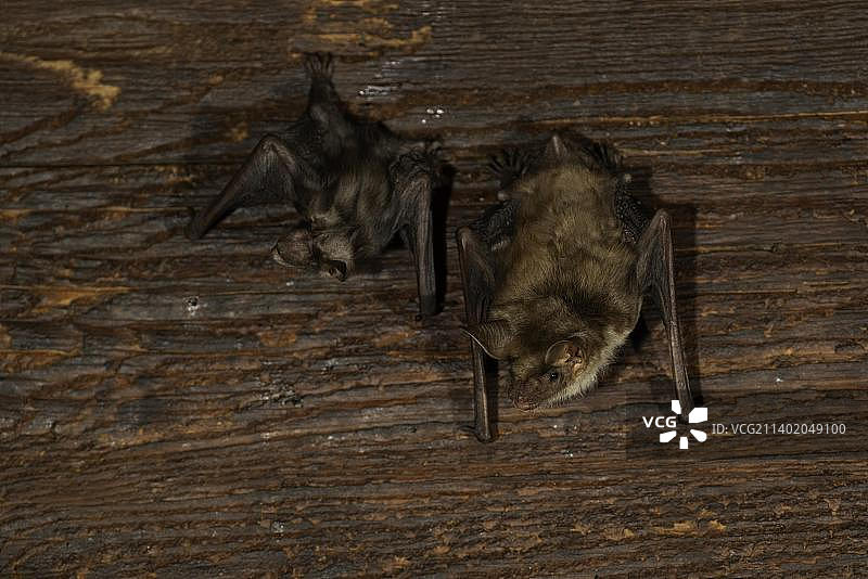 大鼠耳蝠，雌性带幼崽，德国图林根图片素材