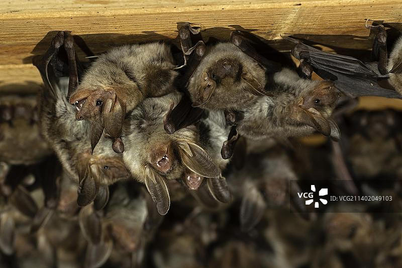 欧亚鼠耳蝠每周栖息地，德国图林根图片素材