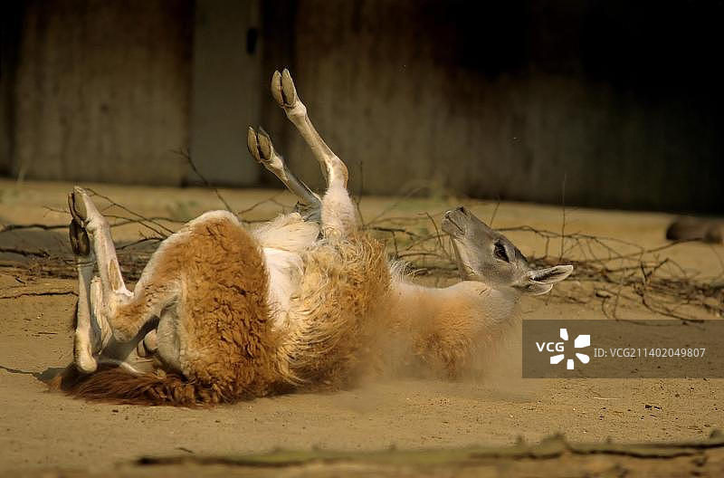 动物园：原驼在尘土中打滚图片素材