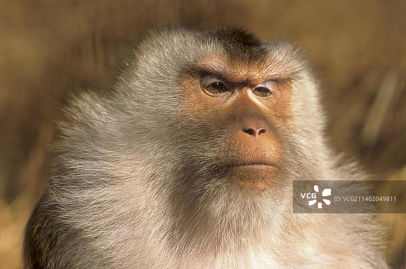 北豚尾猕猴图片素材