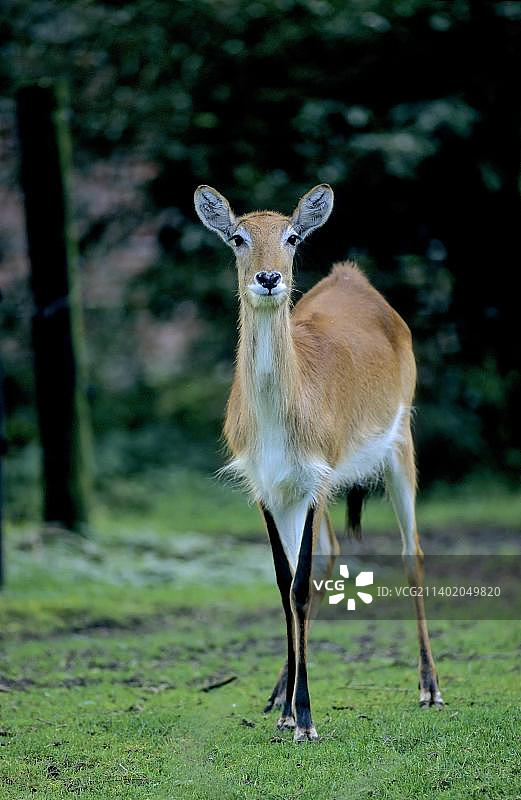 荔枝、水羚、沼泽羚图片素材
