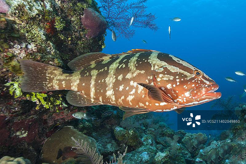 古巴王后花园国家公园的石斑鱼图片素材
