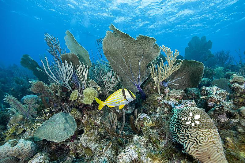 珊瑚礁，古巴女王国家公园图片素材