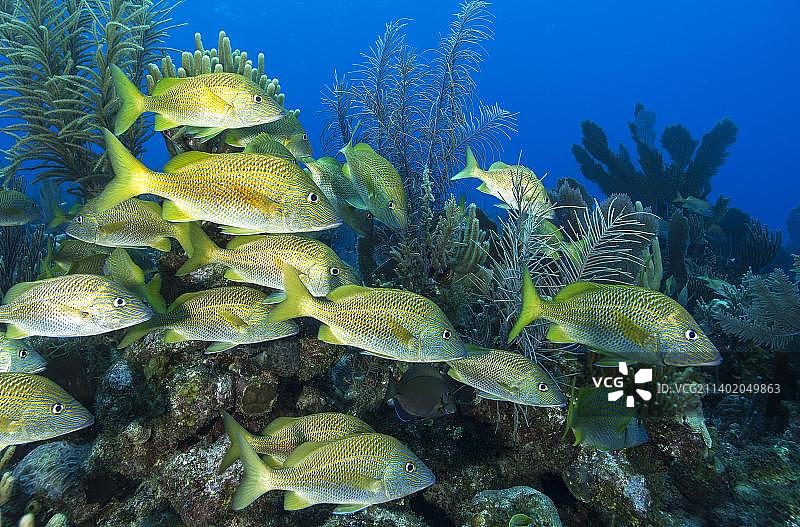 鱼群，女王花园国家公园，古巴，中美洲图片素材