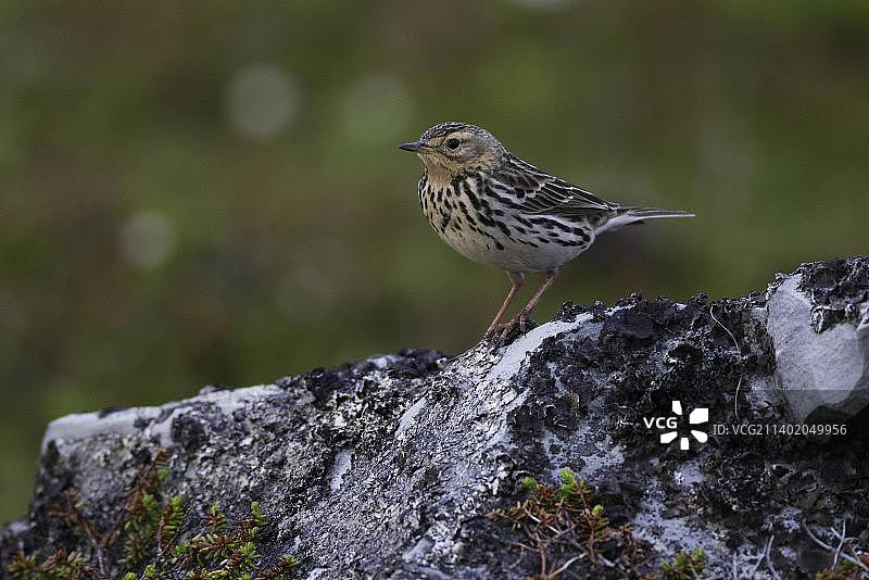 红喉鹨，挪威图片素材