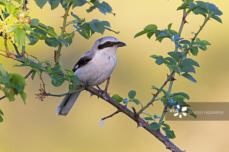 大灰伯劳，德国图林根州图片素材