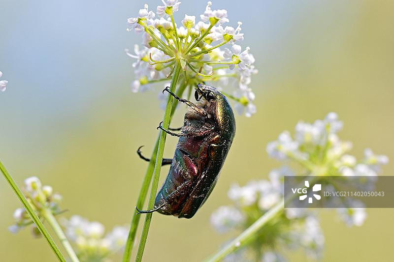 意大利威尼托的金色花金龟图片素材