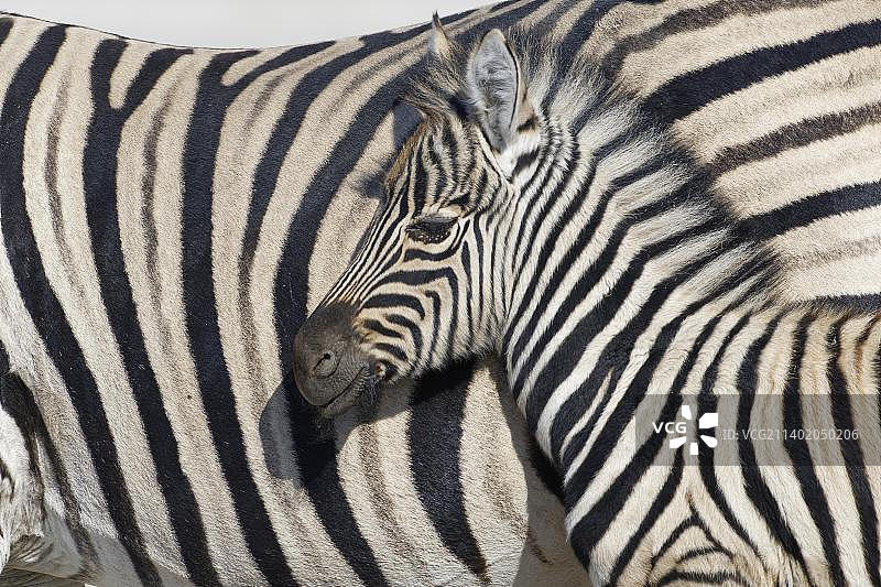 成年和斑马宝宝的动物画像，埃托沙国家公园，纳米比亚，非洲图片素材