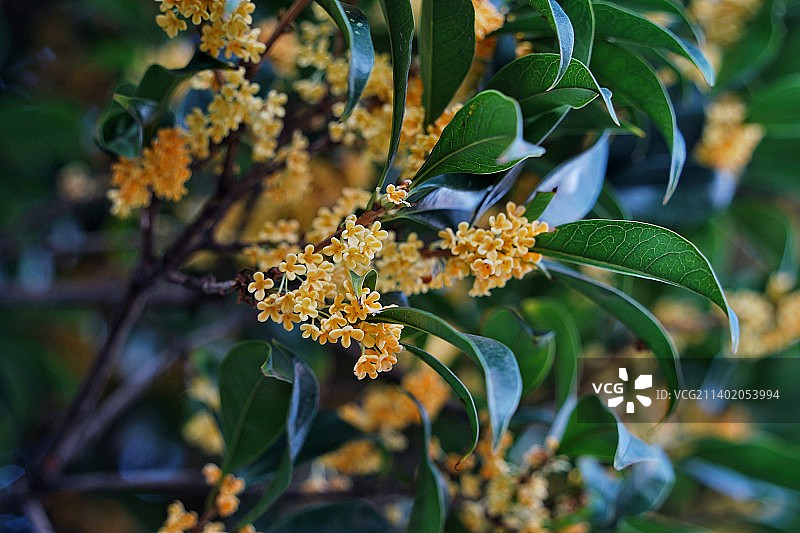 八月金秋金桂盛放特写图片素材