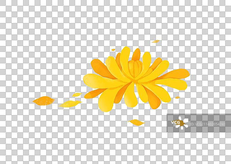 菊花插画元素图片素材
