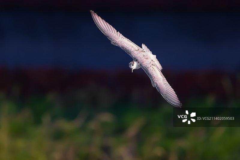 白翅浮鸥图片素材