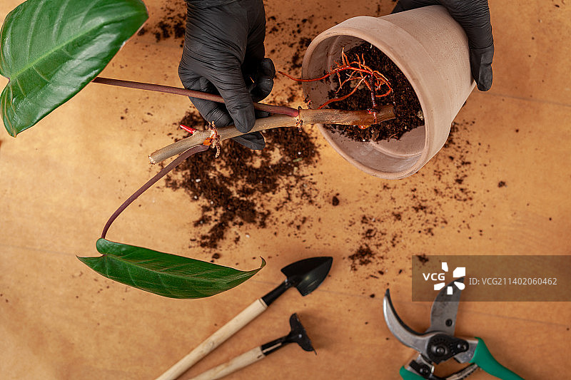 家庭花园概念：家庭植物准备图片素材