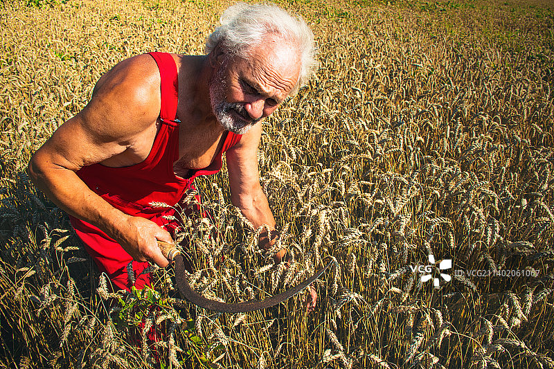 年长的农民拿着镰刀收割油菜籽和小麦，乌克兰图片素材