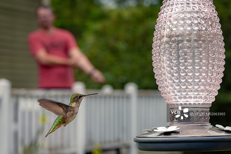 蜂鸟户外飞行特写，美国缅因州图片素材