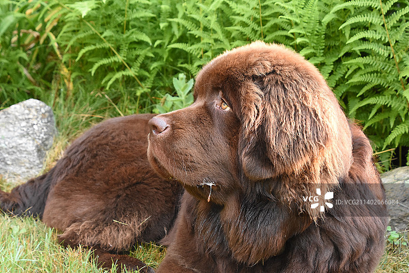 在夏日休息的棕色纽芬兰犬图片素材