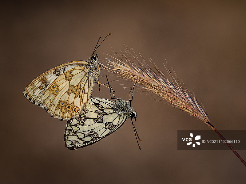土耳其锡诺普植物上的蝴蝶特写图片素材