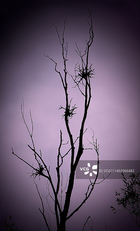 光秃秃的树对着天空的低角度视图图片素材