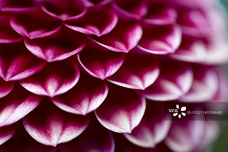 粉色大丽花的特写图片素材