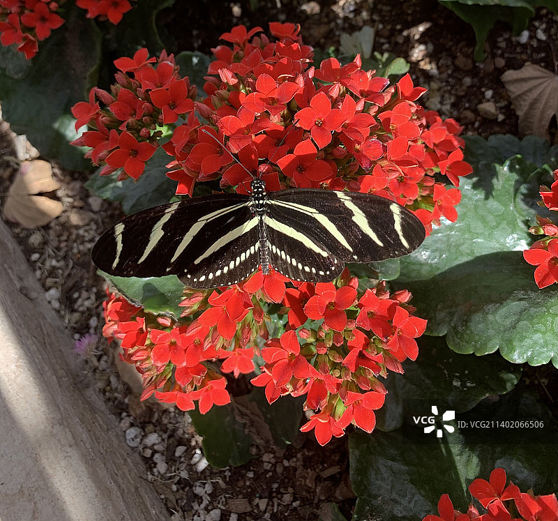 红色开花植物的俯视图图片素材