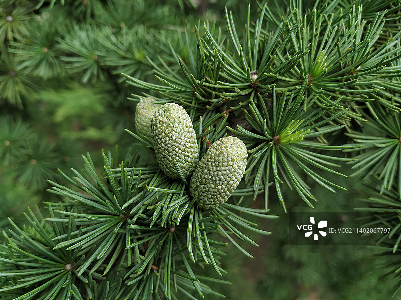 塞尔维亚的松树特写图片素材