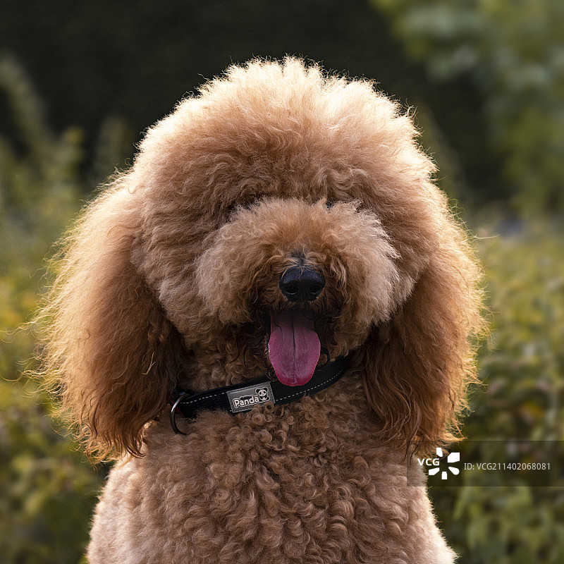 贵宾犬图片素材