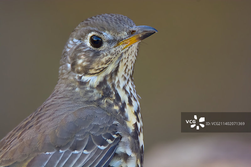 栖息在户外的歌鸫鸟特写图片素材