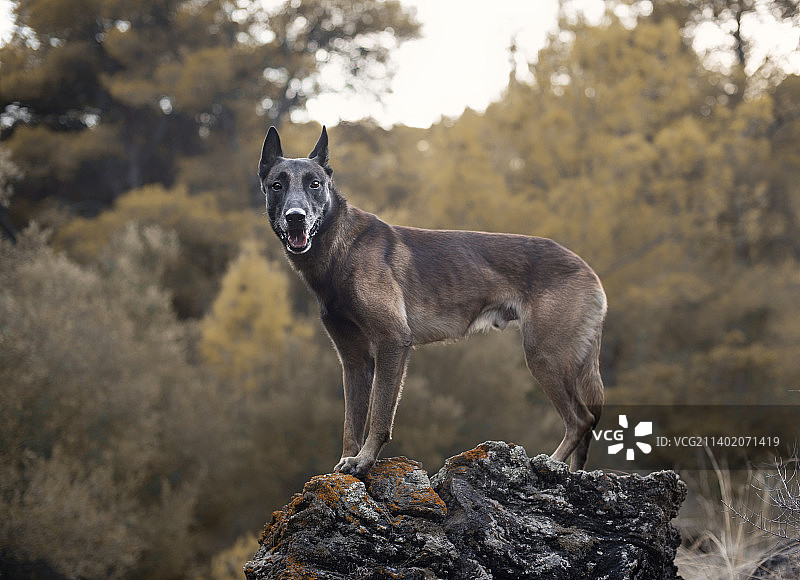 森林岩石上可爱的比利时马里努阿犬图片素材