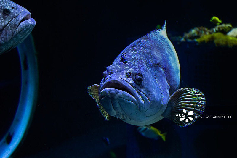 石斑鱼在水族箱中游泳的特写图片素材