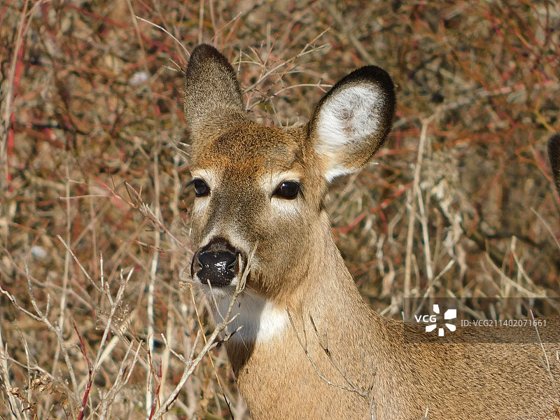 加拿大多伦多原野上的白色雕像特写图片素材