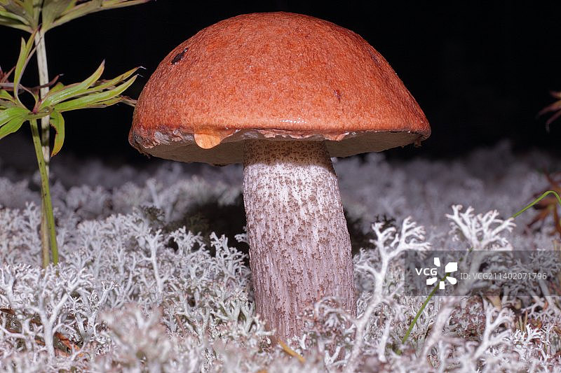 蘑菇在田间生长的特写图片素材