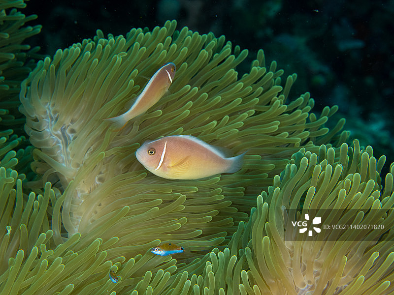 海葵中的小丑鱼特写，宿务市，菲律宾宿务图片素材