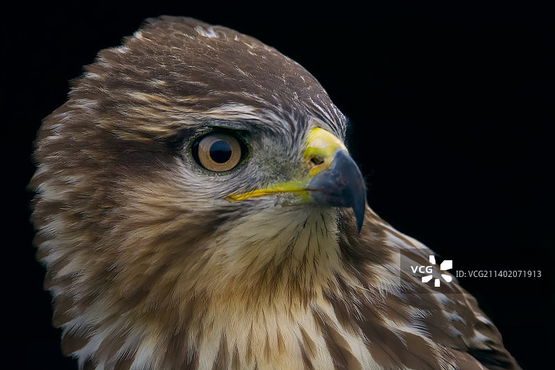 黑色背景下的鹰特写图片素材