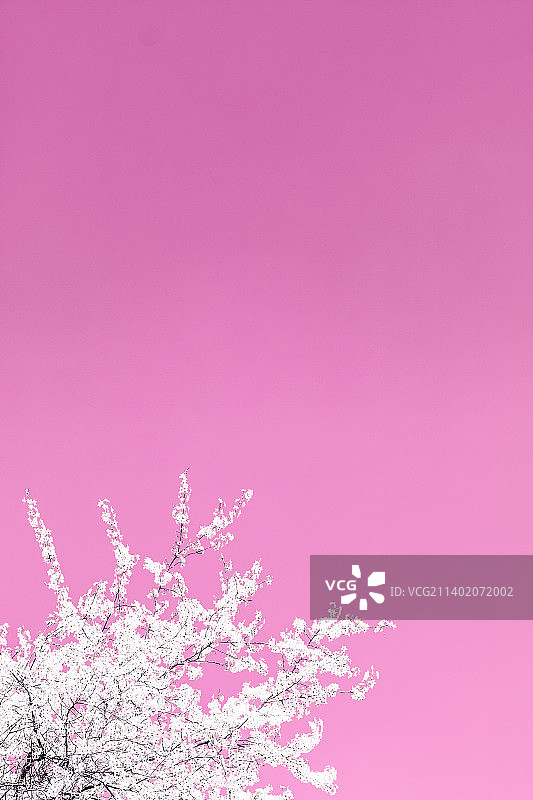 粉色背景复古樱花抽象艺术图片素材