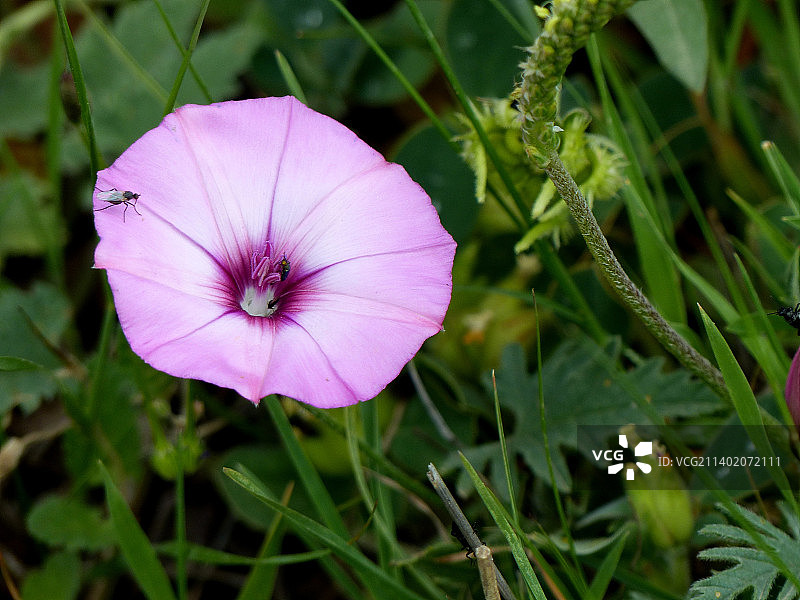 紫色植物花朵特写，阿尔及利亚图片素材