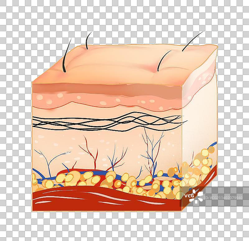 皮肤结构健康肌肤不健康肌肤图片素材