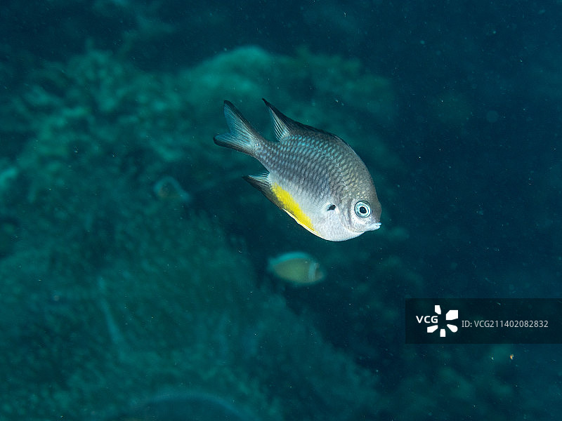 宿务市热带海水鱼特写图片素材