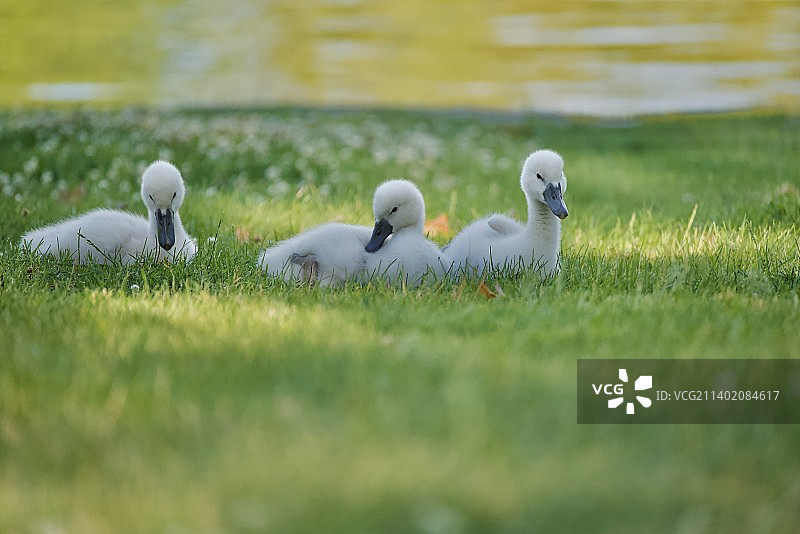 美国伊利诺伊州绍姆堡草地上的鸟类特写图片素材