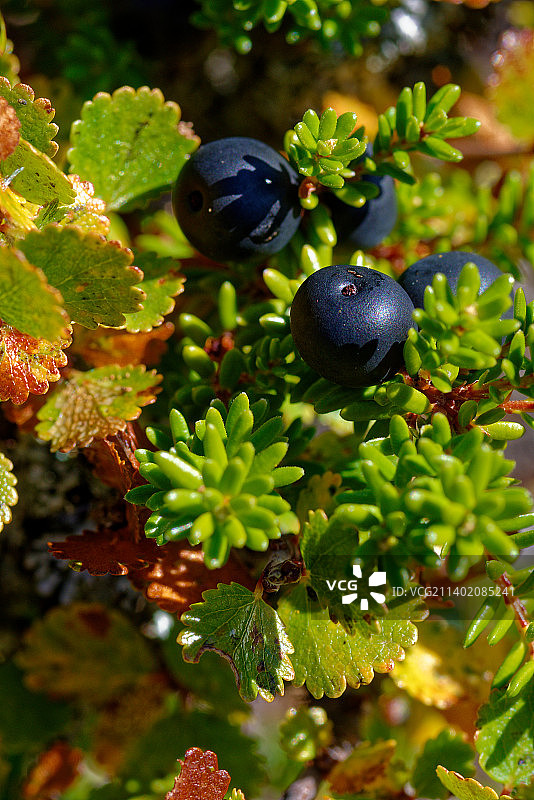 挪威树上生长的浆果特写图片素材