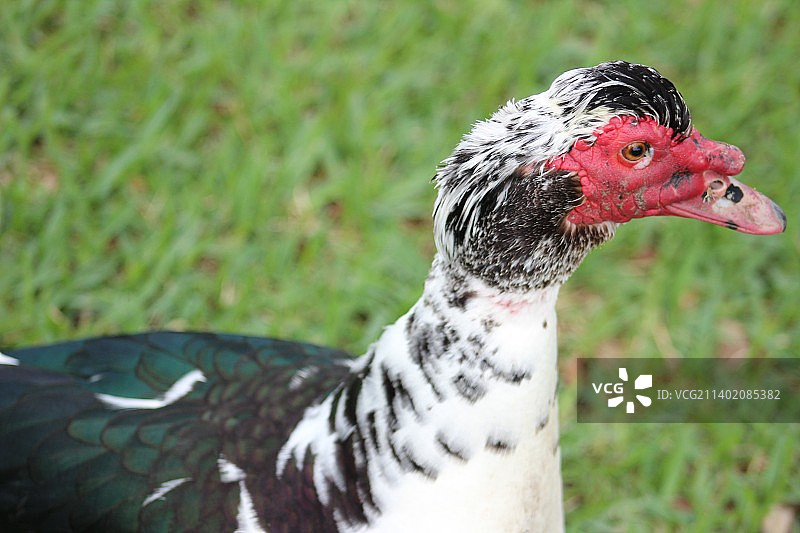 麝香鸭栖息在田野上的特写图片素材