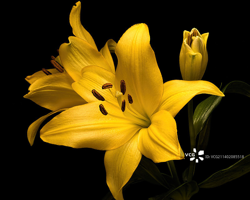 黑色背景下的黄色花朵特写图片素材