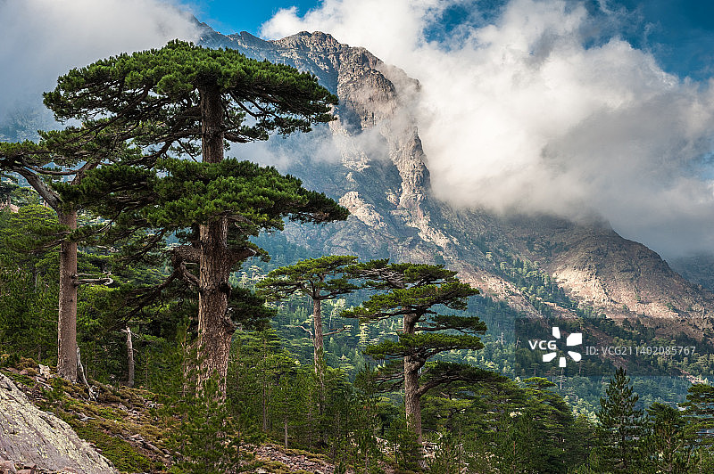 法国阿斯科钦托山森林风光图片素材